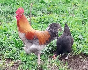 Kvôčka marans s kuriatkami - 9