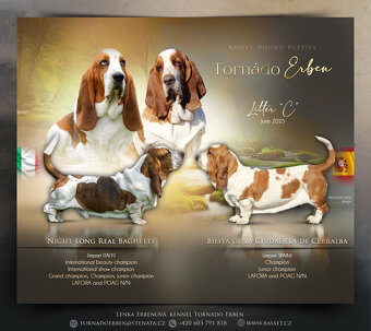 Basset hound - šteniatka s PP po importovaných rodičoch - 9