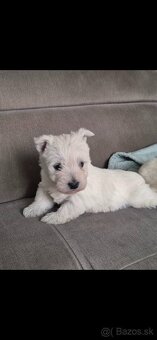 Predam Westika fenku - 9