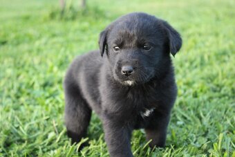 Šteniatka labradora k rezervácii - 9