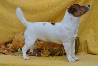 štěňata Jack Russell teriéra s PP - 9