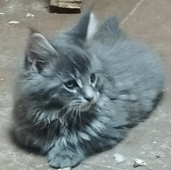 Mainska mývalia mačka - 9