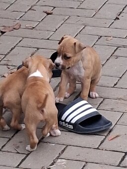 Americky stafordsirsky terier - 9