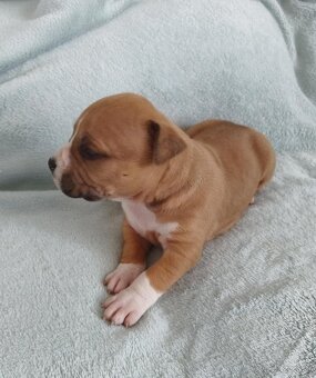 Americky stafordsirsky terier - 9