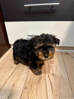 York, Yorkshire, Yorkshire terier, mini yorkshire - 9