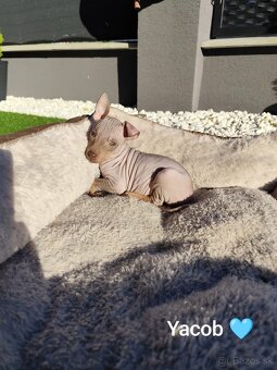 Americký bezsrstý teriér- šteniatka - 9