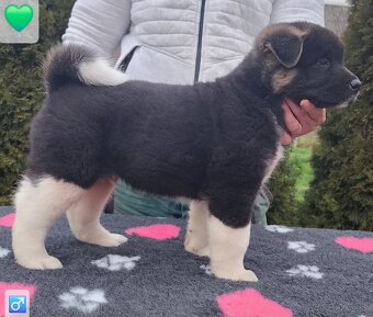 Americká akita (American akita) s PP - 9