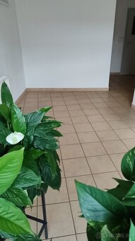 Prenajmem priestory pre ambulanciu vo Zvolene - 9