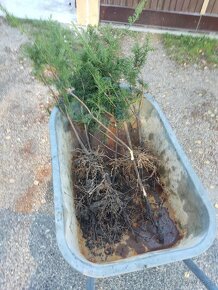 PREDáM Tis obyčajný (Taxus baccata) - 9