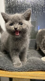 Britský Kocurik - 9