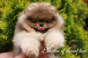 Pomeranian FCI - 9