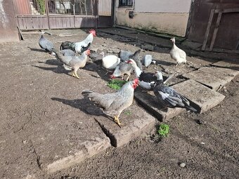 Násadove vajička-Vlaška Strieborná - 9