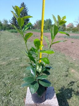vavrínovec, červienka, živý plot - 9