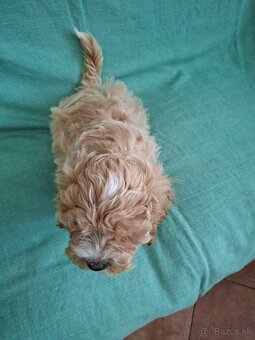 Maltipoo - 9