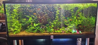 Akvárium Diversa 450l - 9