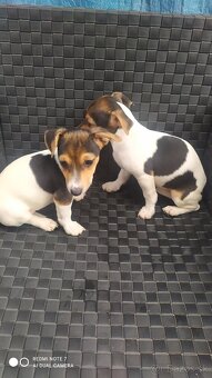 Jack Russell terier. - 9