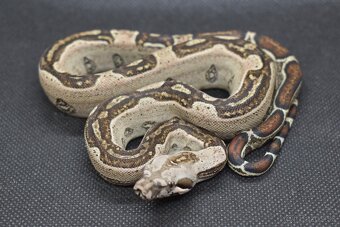 Boa Constrictor - Velhad kralovsky - 9