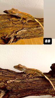 Pagekon riasnaty - 9