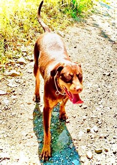 Louisianský leopardí pes - šteniatka s PP - 9