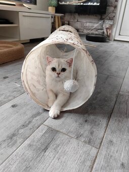 Britská krátkosrstá mačka - 9