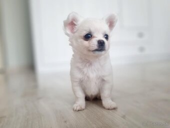 Predám čivava(chihuahua) - 9