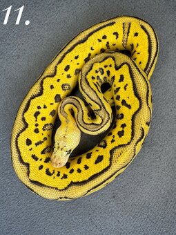 Predam mláďatá Python regius 2024 - 9