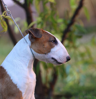 Bullterrier, Bullterier, Bulterier - 9