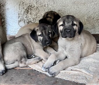 KANGAL - štěňata již K ODBĚRU, iba sučky - 9