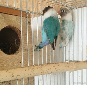 Agapornis škraboškovy - 9