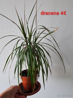 Epipremnum, philodendron a iné izbovky - 9
