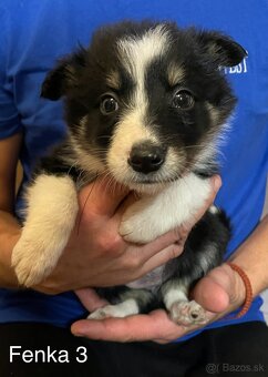 Border kólia - šteniatka - 9