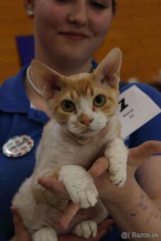 Dvojročný kocúrik plemena Devon rex si hľadá nový domov - 9