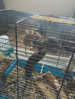 Osmak degu - 9