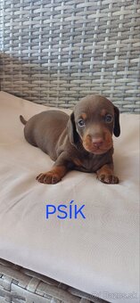 Jazvečík - 9