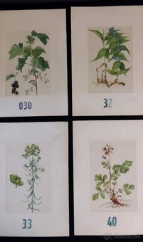 obrázky rastlín - 9