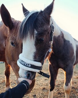 Ročná kobylka arab/painthorse - 9