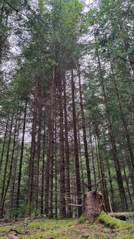 Predaj pozemkov nad Turzovskými kúpeľmi, okres Gelnica - 9