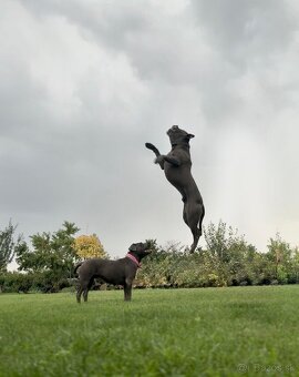 Amstaff šteniatka -verný modrý priatelia - 9