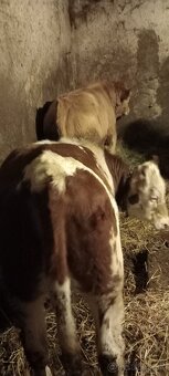 Predám býka Simental a jalovicu SS - 9