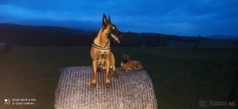 Belgický ovčiak malinois - 9
