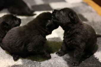 Nemecký ovčiak  s PP - 9