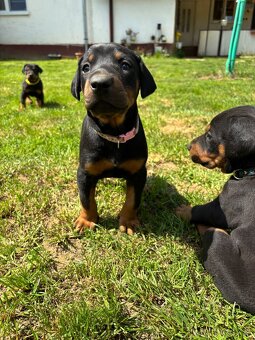 Šteniatka doberman - 9