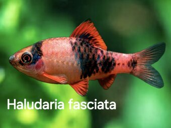 Akvarijné rybičky - 9