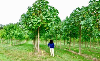 Paulownia Hybrid - 9