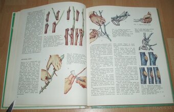 Tvarovanie a rez ovocných dreví - 9