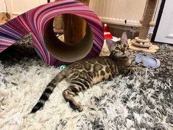 Bengalska mačka - 9