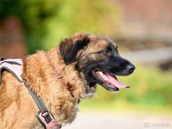 Darujem mohutnú sučku pandu - mix leonberger - 9