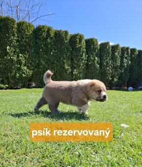 Stredoázijský ovčiak - 9