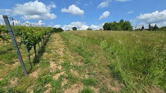 Krásny pozemok s vinicou v Jabloňovciach o výmere 9585 m2 - 9