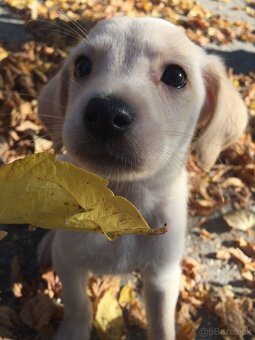 miešaní labrador retriver - 9
